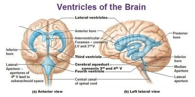 Gyri, sulci, and fissures of the brain