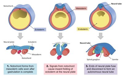 Neural tube formation: cross-sectional view