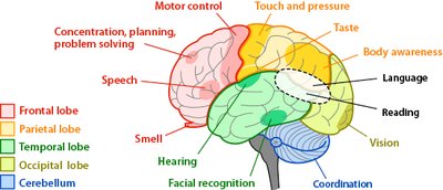 Functional areas of the cerebral cortex