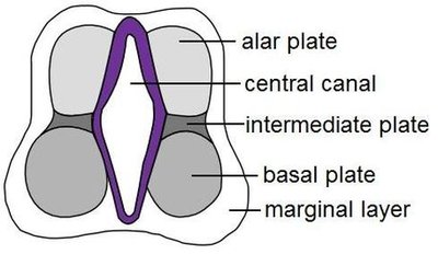 Neural tube cross-section: alar and basal plates