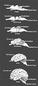 Basal nuclei and related structures