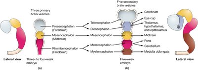 Primary and secondary brain vesicle development