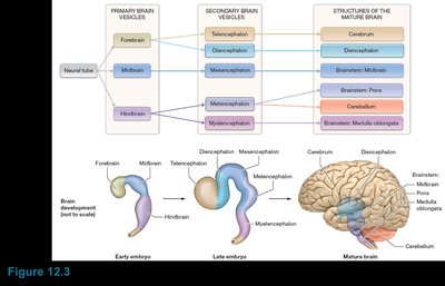 Brain vesicle development and mature brain structures