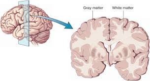 Gray and white matter in the brain