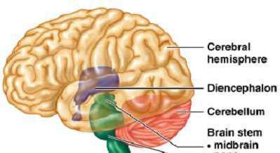 Labeled diagram of the brain showing cerebral hemisphere, diencephalon, cerebellum, and brain stem