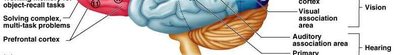 Diagram of the brain showing functional areas of the cortex