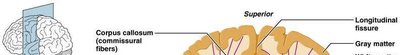 Diagram of white matter tracts and basal nuclei