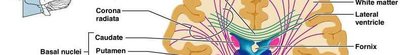 Diagram of white matter tracts and basal nuclei