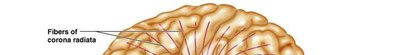 Diagram of thalamic nuclei