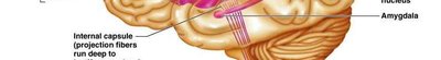 Diagram of hypothalamic nuclei