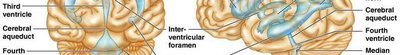 Diagram of the ventricular system of the brain