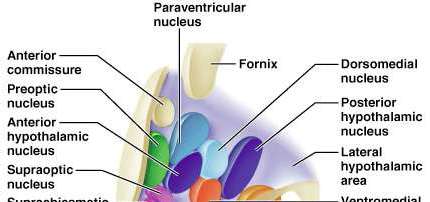 Diagram of the meninges and associated structures