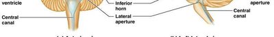 Diagram of the ventricular system of the brain