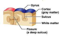 Diagram showing gyrus, sulcus, fissure, cortex, and white matter