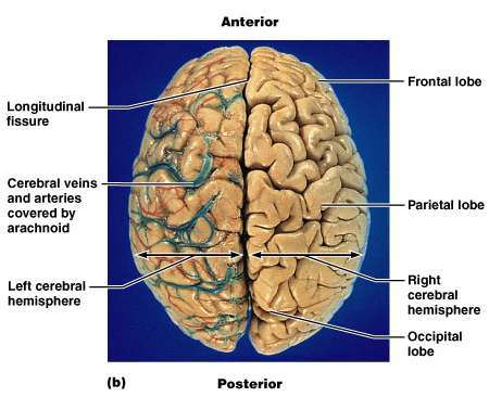 Superior view of the brain showing the lobes and major fissures