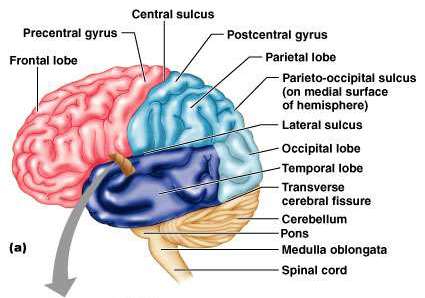 Lateral view of the brain showing lobes and major sulci