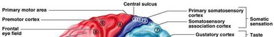 Diagram of the brain showing functional areas of the cortex