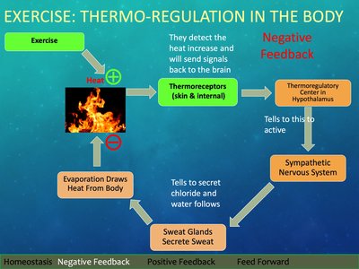 Diagram of thermoregulation via negative feedback