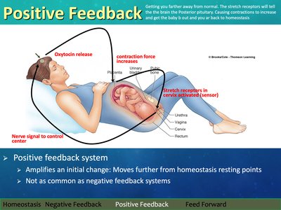 Diagram of positive feedback during childbirth