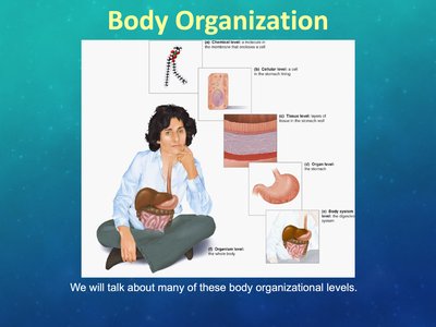 Diagram of body organizational levels