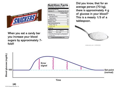 Graph of blood glucose regulation after eating