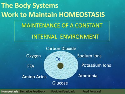 Diagram showing cell surrounded by key substances for homeostasis