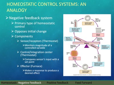 Diagram of negative feedback system analogy