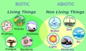 Biotic vs Abiotic factors
