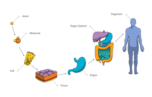 Diagram of structural organization from cell to organism