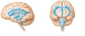 Ventricles of the brain