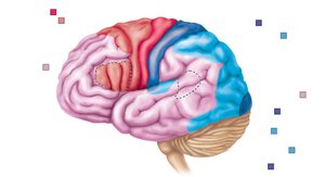 Functional and structural areas of the cerebral cortex