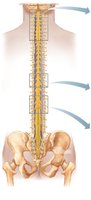 The spinal cord and its nerve roots