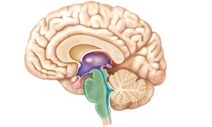 Midsagittal section of the brain