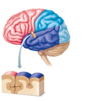 Lobes and sulci of the cerebrum