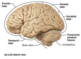 Lateral view of the brain showing lobes and fissures