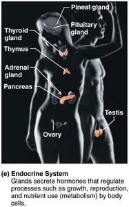 Endocrine System