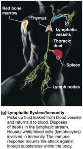 Lymphatic System