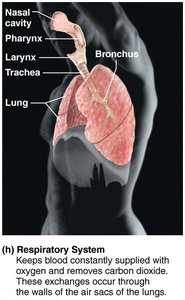 Respiratory System