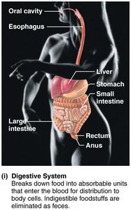 Digestive System