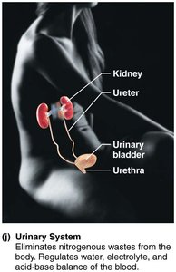 Urinary System