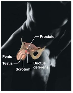 Male Reproductive System