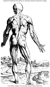Anatomy & Physiology