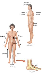 Directional Terms