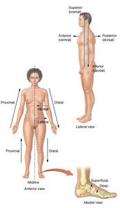 Sagittal Plane