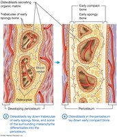 Process of intramembranous ossification (steps 3-4)
