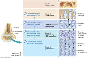 Growth at the epiphyseal plate