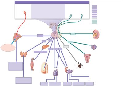 Pituitary hormones and their targets