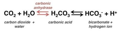 Equation showing CO2 and water forming carbonic acid, then bicarbonate and hydrogen ion