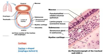 Branching of the bronchial tree in the lungs