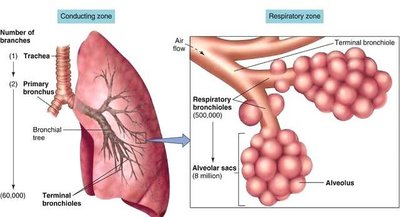 Diagram showing conducting and respiratory zones in the lung